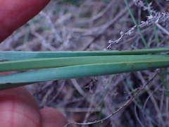 Chlorophytum fasciculatum