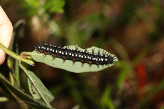 Doleschallia bisaltide australis