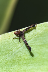 Stephanopis barbipes