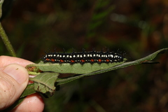 Doleschallia bisaltide australis
