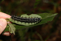 Doleschallia bisaltide australis