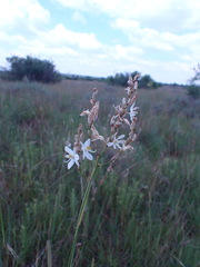 Chlorophytum fasciculatum