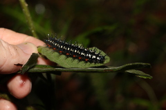 Doleschallia bisaltide australis