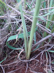 Chlorophytum fasciculatum