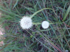 Cyperus cristatus