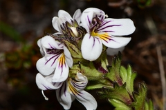 Euphrasia gibbsiae