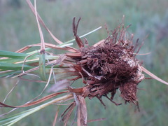 Cyperus cristatus