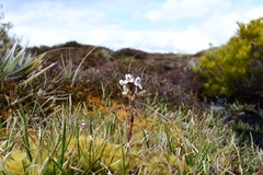 Euphrasia gibbsiae
