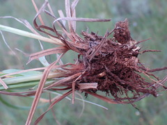 Cyperus cristatus