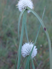Cyperus cristatus