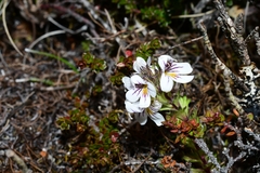 Euphrasia gibbsiae