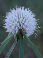 Cyperus cristatus
