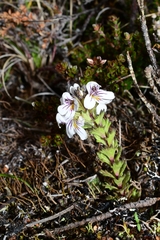 Euphrasia gibbsiae