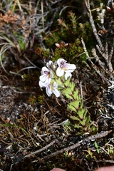 Euphrasia gibbsiae