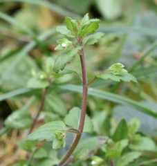 Veronica agrestis