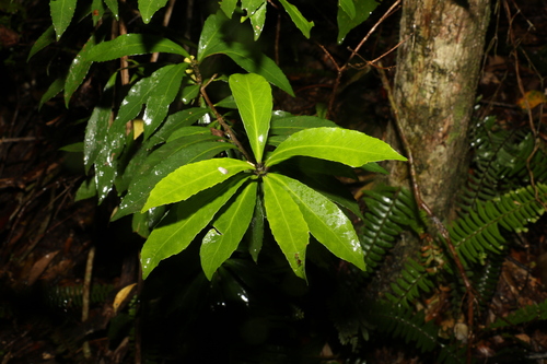Symplocos harroldii (Symplocos harroldii)
