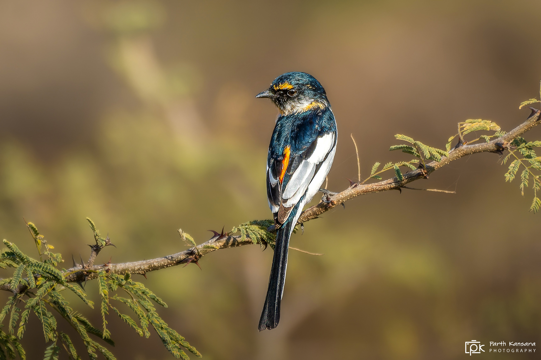 White-bellied Minivet illustration
