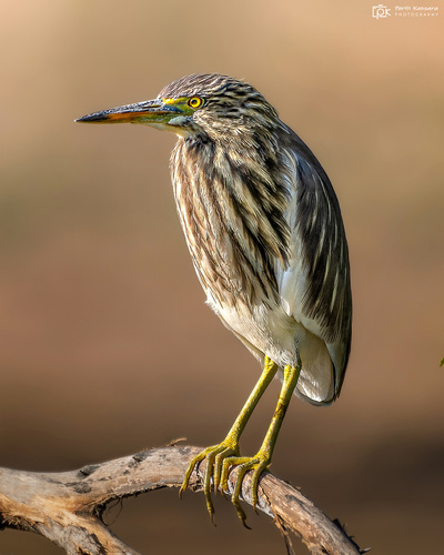 Indian Pond Heron (Ardeola grayii), photo 9
