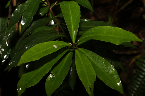 Image of Symplocos harroldii by (c) Greg Tasney, some rights reserved (CC BY-SA)