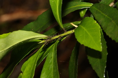 Symplocos harroldii