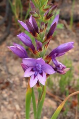 Thereianthus spicatus