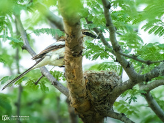 Pericrocotus erythropygius