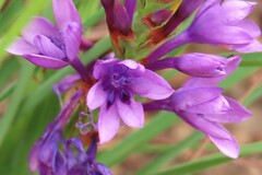 Thereianthus spicatus