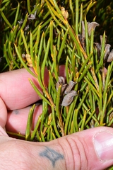 Orites acicularis