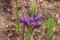 Thereianthus spicatus