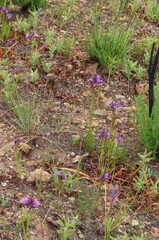 Thereianthus spicatus