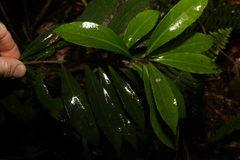 Symplocos harroldii