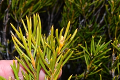 Orites acicularis