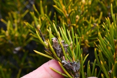Orites acicularis