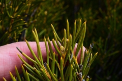 Orites acicularis