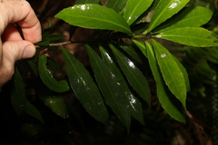 Symplocos harroldii