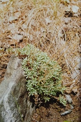 Schivereckia podolica