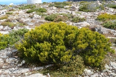 Orites acicularis