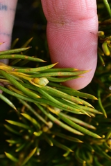 Orites acicularis