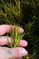 Orites acicularis