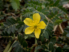 Tribulus taiwanense