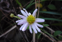 Aster shimadae