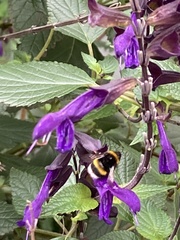 Bombus terrestris