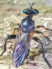 Laphriini