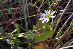 Aster shimadae