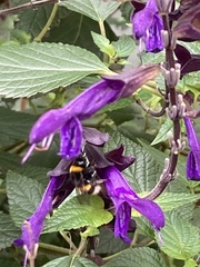 Bombus terrestris