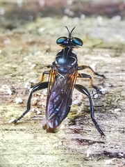 Laphriini
