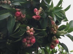 Syzygium samarangense