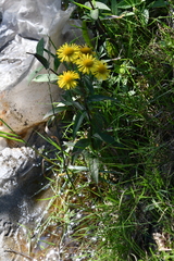 Inula japonica