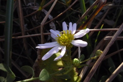 Aster shimadae