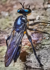 Laphriini